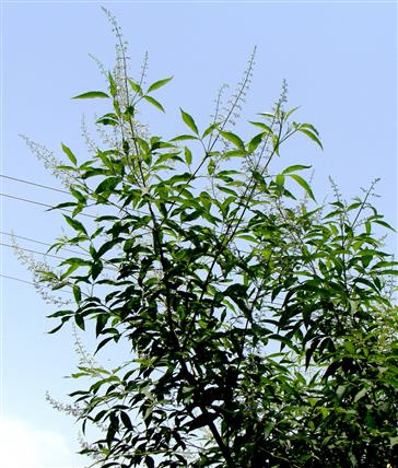 Vitex negundo